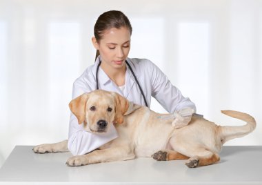 bir köpek ile güzel genç hayvan hastalıklarıyla ilgili 