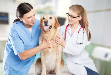köpek veteriner Kliniği