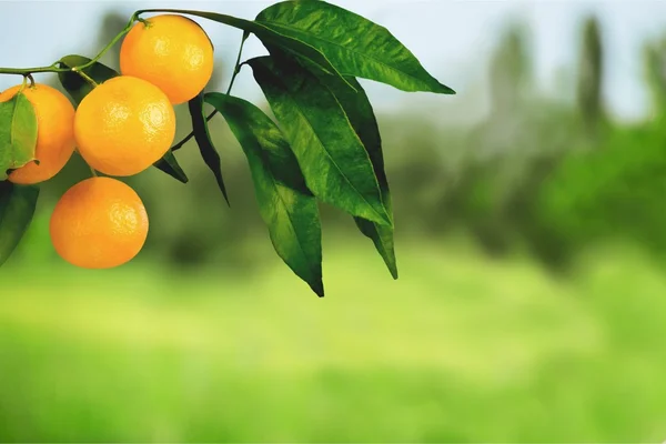 Narancsfa gyümölcsökkel — Stock Fotó