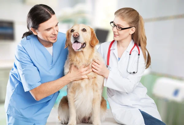 Cão com veterinários na clínica — Fotografia de Stock