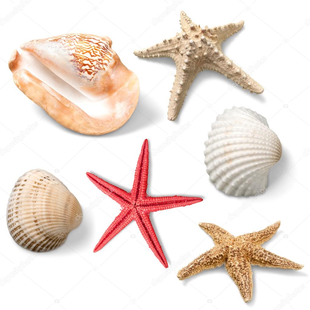 Sea shell on background