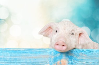 bir çit asılı piglet hayvan