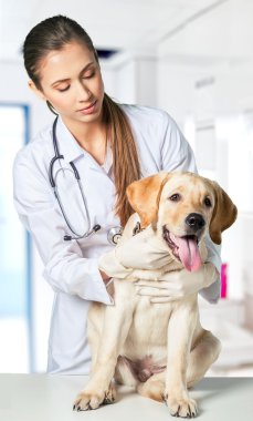 bir köpek ile güzel genç hayvan hastalıklarıyla ilgili 