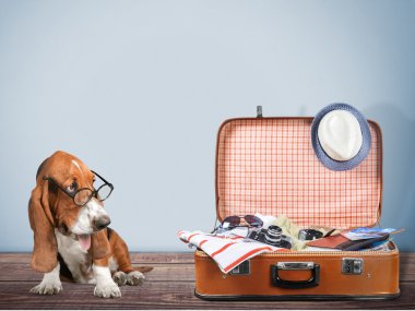 Basset av köpeği ve seyahat çantası 