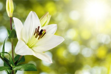 beautiful white lily  clipart