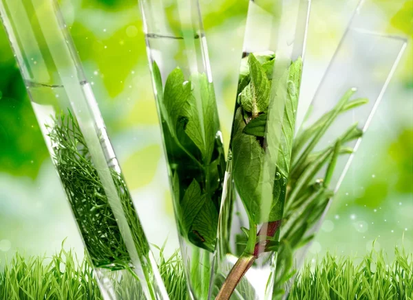 Herbal in test tubes. — Stock Photo, Image