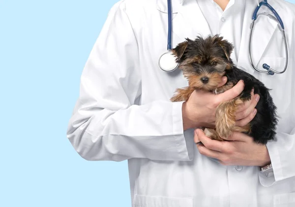 Cão examinado no médico veterinário — Fotografia de Stock