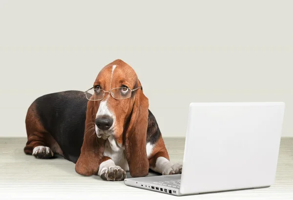 Basset cão cão de caça com laptop — Fotografia de Stock