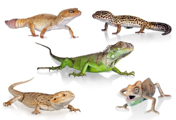 Большая игуанская рептилия
