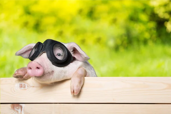비행 안경에 돼지 동물 — 스톡 사진