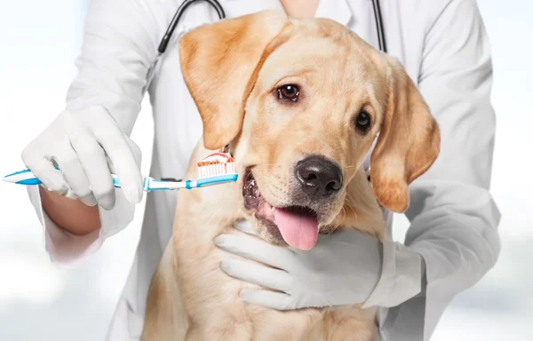 Doctor brushing dog's tooth — Stock Photo, Image