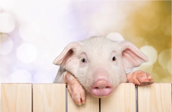 piglet animal hanging on a fence