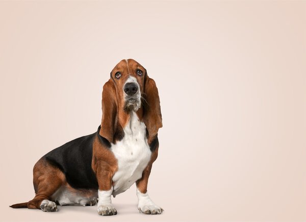 Basset Hound dog