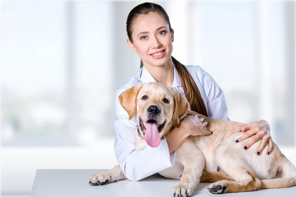 Vackra unga veterinären med hund — Stockfoto