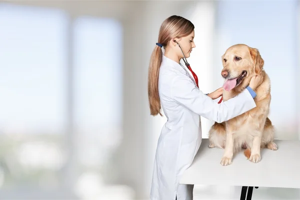 Gyönyörű fiatal állatorvos-val egy kutya — Stock Fotó
