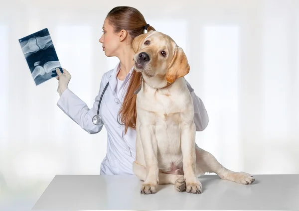 Doctora con paciente de perro — Foto de Stock