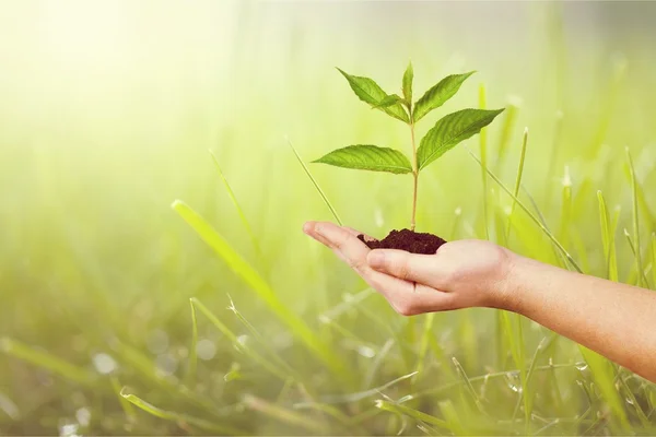 Planta verde en mano humana — Foto de Stock