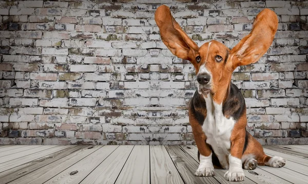 Basset Hound dog — Stockfoto