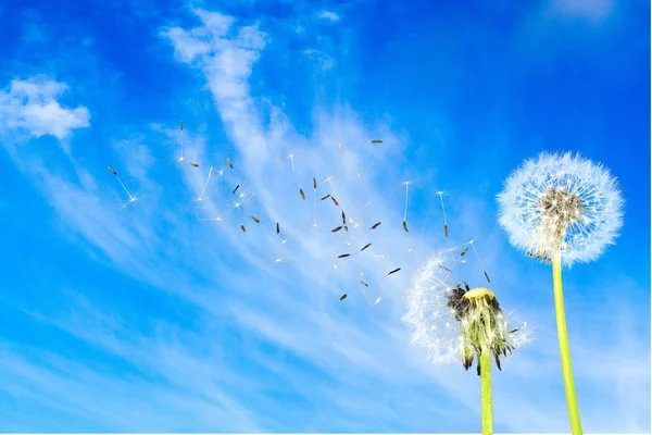 Semillas de diente de león aisladas — Foto de Stock