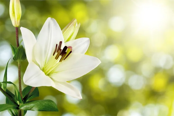 Beautiful white lily — Stok fotoğraf