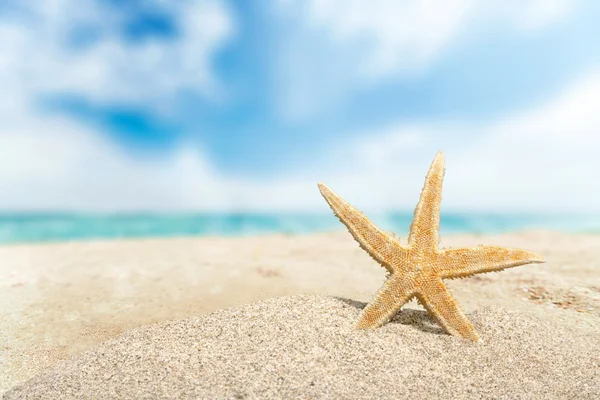 Bintang laut di pantai berpasir — Stok Foto
