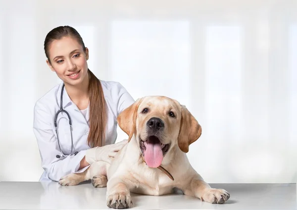 Gyönyörű fiatal állatorvos-val egy kutya — Stock Fotó