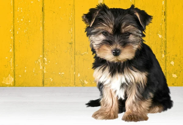 Yorkshire Terrier köpeği. — Stok fotoğraf