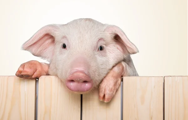 Bebe Cochon Images Libres De Droit Photos De Bebe Cochon Depositphotos