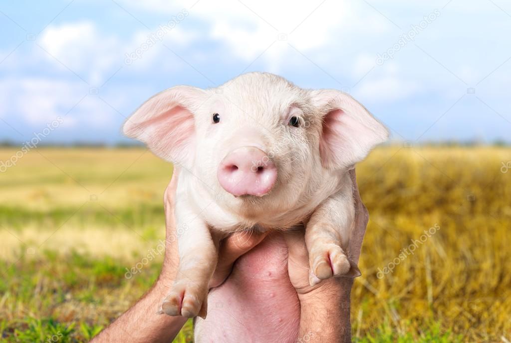hands holding Cute piglet 
