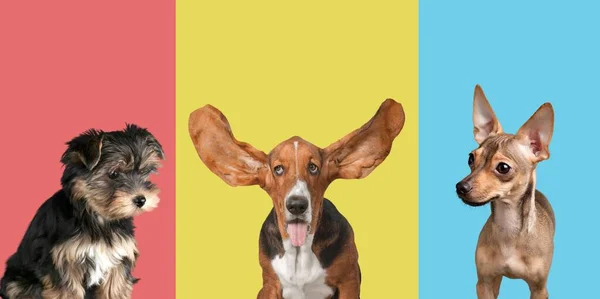 Happy Little Cute Dogs Studio Shot Colored Background Trendy Photo — Zdjęcie stockowe