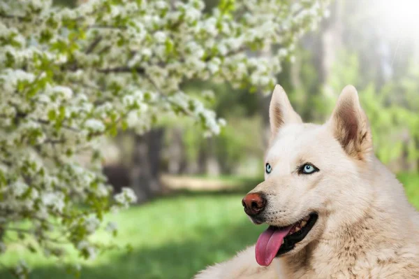 Big Dog Lying Cherry Blossoms Spring Sunshine Blossoming Cherry Branch — Fotografia de Stock