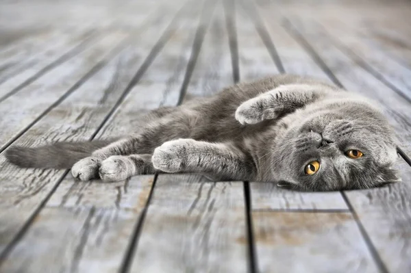 Cute Domestic Cat Sitting Looking Straight Camera Asking Treats —  Fotos de Stock