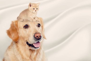 Kafasında kedi yavrusu olan mutlu bir köpek portresi.