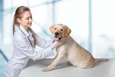 Veterinerdeki şirin köpek check-up yaptırıyor.