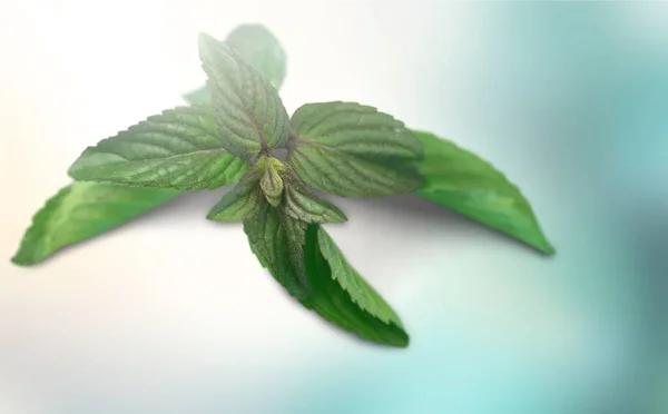 Fresh leaf mint green herbs ingredient for
