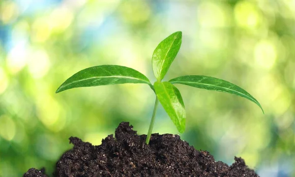 Jovem Planta Crescendo Solo Com Fundo Bokeh Verde — Fotografia de Stock