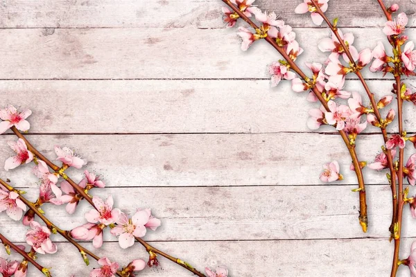 Dos Ramas Florecientes Primavera Con Muchas Flores Rosadas Sobre Fondo — Foto de Stock