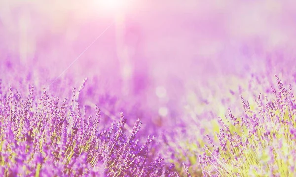 Campo Lavanda Colorida Bonita Sobre Verão Pôr Sol Paisagem — Fotografia de Stock