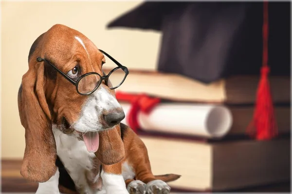 Σκύλος Στοίβα Βιβλίων — Φωτογραφία Αρχείου
