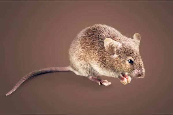 Szare Zwierzę Myszy Tle — Zdjęcie stockowe