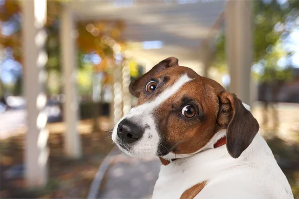 Jack Russel Terrier Plano Estudio Fondo Blanco — Foto de Stock