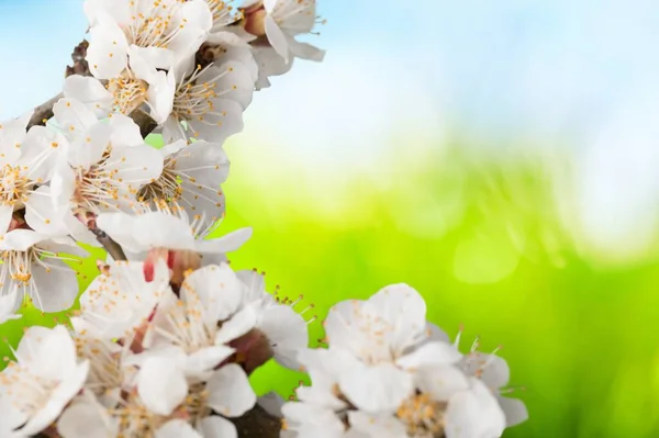 Hermosas Flores Blancas Rama Árbol Floreciente — Foto de Stock