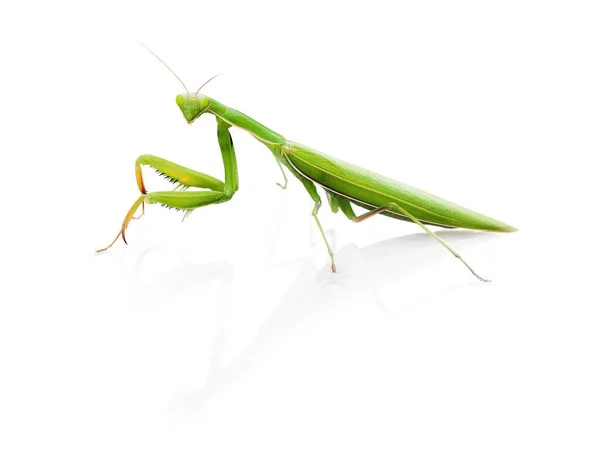Pequeño Insecto Verde Orando Mantis —  Fotos de Stock