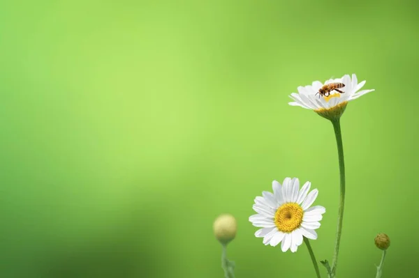 Fundo Verão Bonito Uma Abelha Recolhe Néctar Sobre Uma Flor — Fotografia de Stock