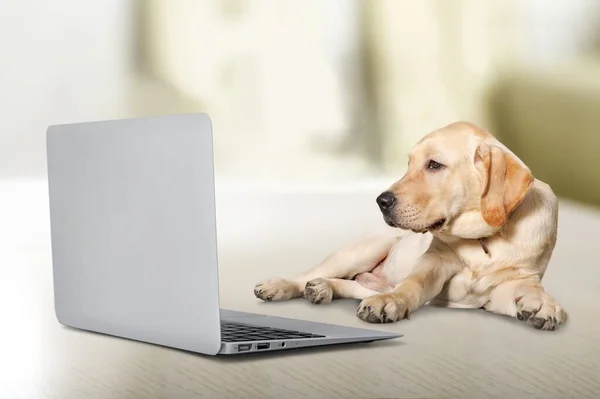 Domowe Cute Pies Leżący Łóżku Domu Patrząc Laptopa — Zdjęcie stockowe
