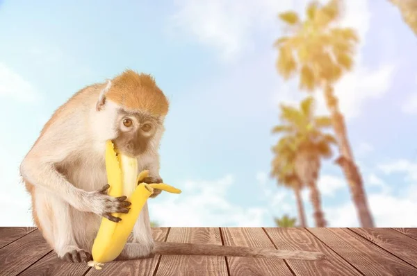 Monkey eating a banana on beach background