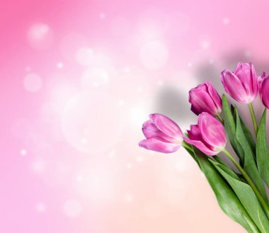 Pastel arka planda güzel pembe laleler..