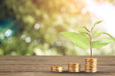 Tasarruf kavramı, altın sikkelerde büyüyen bitki.