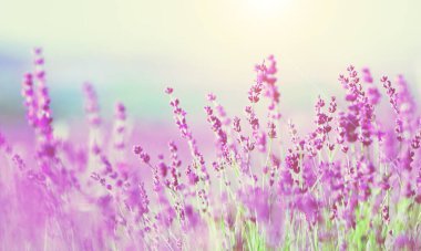Yaz günbatımı manzarasında güzel renkli lavanta tarlaları.