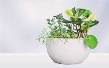 Yeşil dalları olan güzel bir vazo